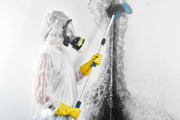 Best Industrial Mold Remediation  in Skyline View, PA